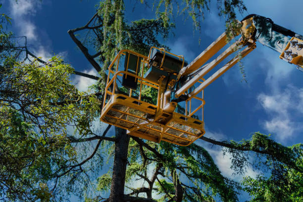 How Our Tree Care Process Works  in  Maumelle, AR